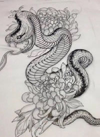 蟒蛇盘牡丹花的线稿cq9电子手稿制图案8篇